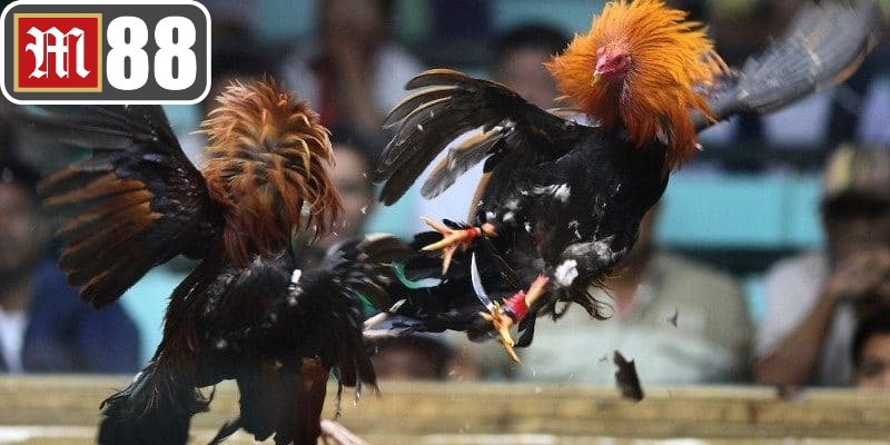 Đá gà M88 mang đến hàng trăm trận đấu mỗi ngày
