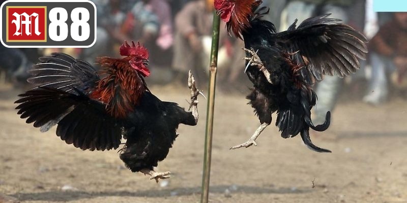 Tỷ lệ cược kèo đá gà M88 đa dạng