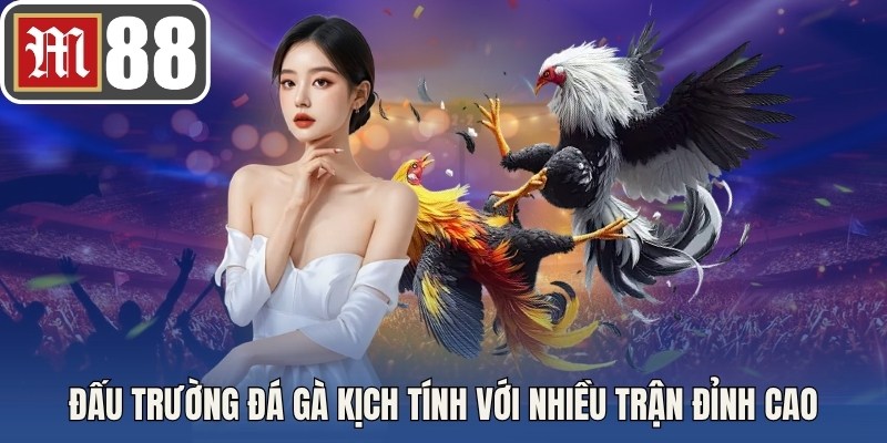 Đấu trường đá gà kịch tính với nhiều trận đỉnh cao sắc nét